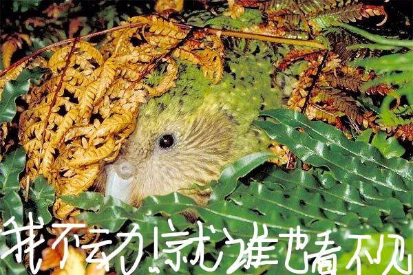 世界上最长寿的鹦鹉,却因为太过憨憨要把自己蠢灭绝了?