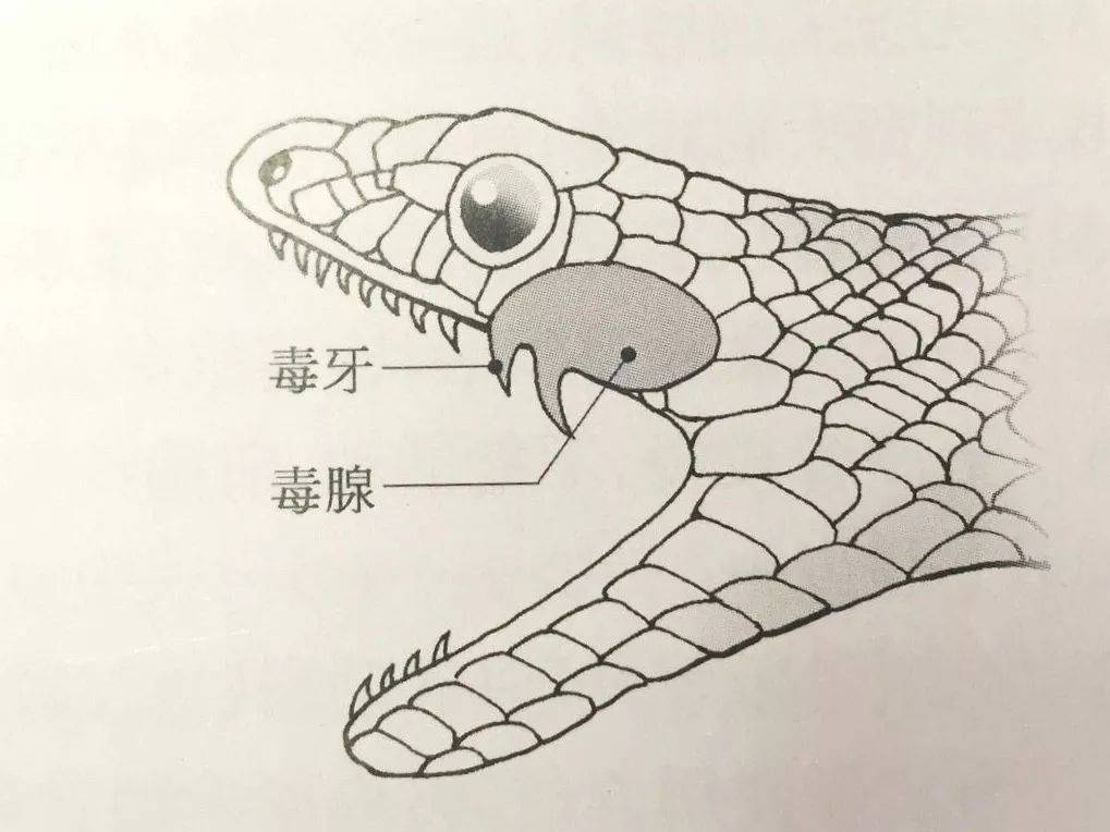 赤链蛇简笔画图片