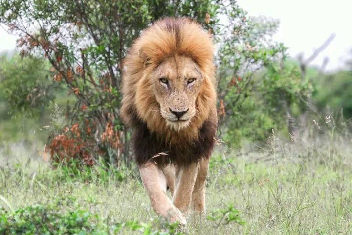 原创减员严重的伯明翰雄狮联盟依然是萨比森的强大力量