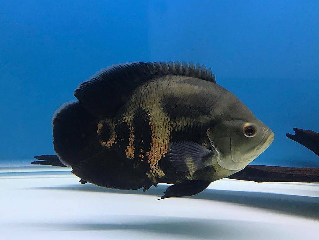 地图鱼有几种颜色有哪些品种2