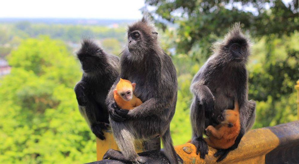 婆罗洲惊现神秘杂交猴已经生下健康后代生殖隔离失效了