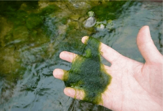 水稻田水绵青苔的危害及防治技术