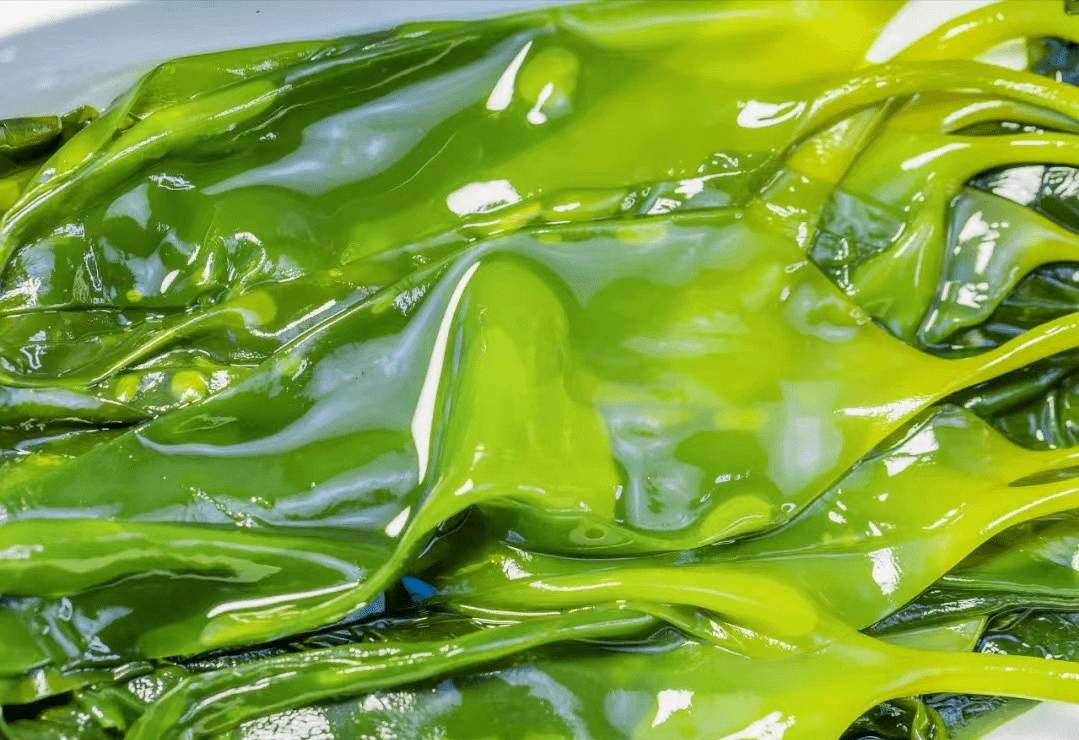 辰颐物语:海上鲜蔬 给您"带"来"海"中精华_海带_嫩芽_大海