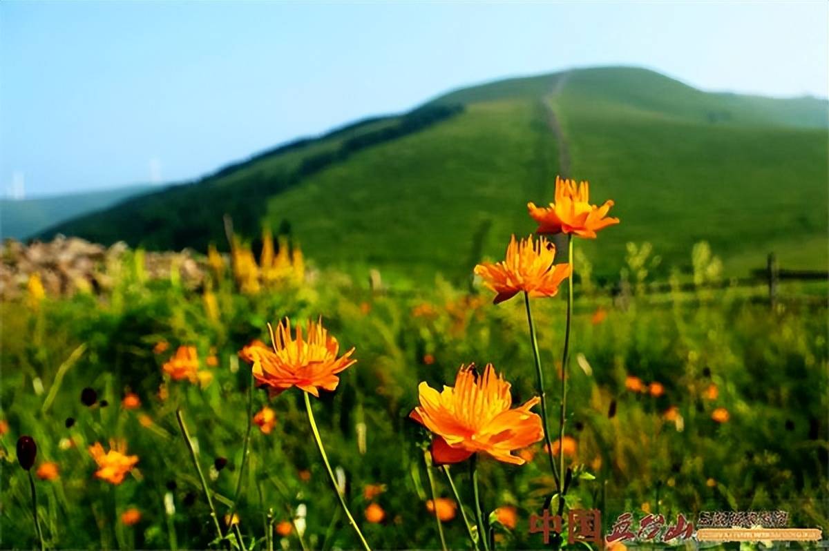 菩提之花——五臺蓮_金蓮花_種植_北臺