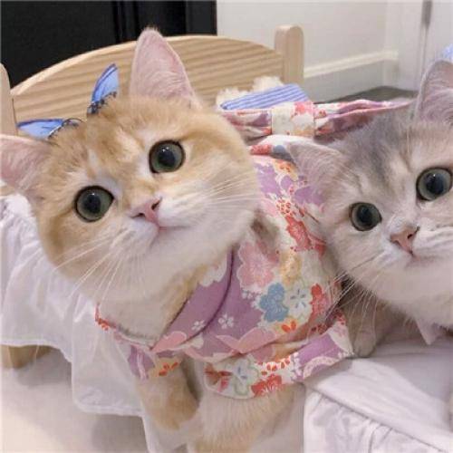 2022年猫咪情头可爱一对高清,爱你我乐意_头像_猫咪_高清