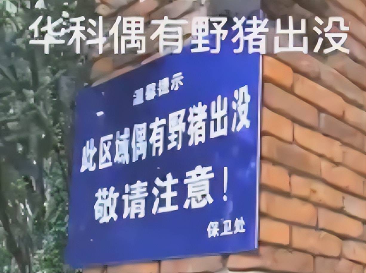 原创             重庆一大学喜迎“野生二师兄”，宿舍楼内遭到围猎，学生：莫怕