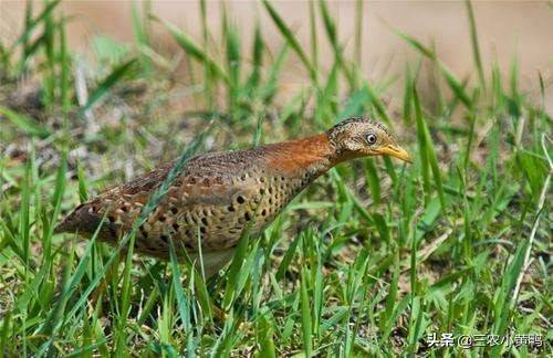野鸟老牛哞哞哞的叫声让农民猜测到了龙吟专家怎么说