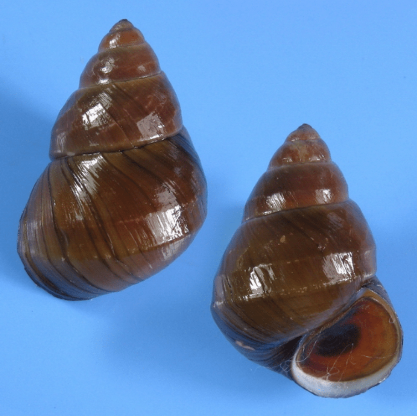 方形环棱螺在我国江苏,浙江,乃至广西广东等偏东部地区多有分布,在