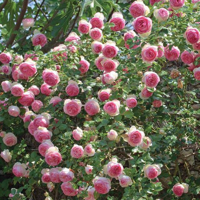 原创3种爬藤月季长势强壮开花时很美