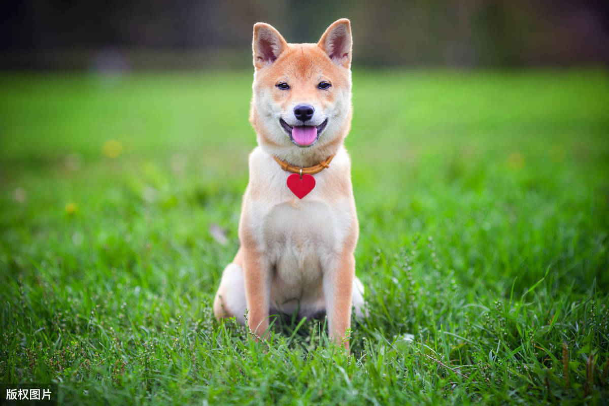 柴犬 虽然我是贵点