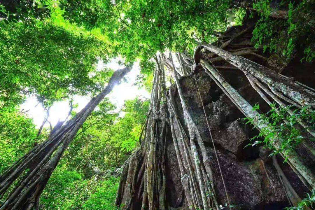 原创广西发现巨大天坑有192米深藏着原始森林这个发现多重要