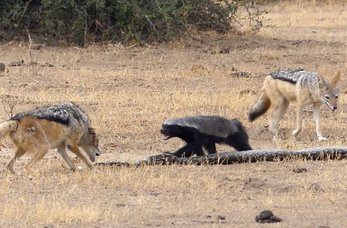 "平头哥"大战蟒蛇,蜜獾被去世缠绕陷入困境,胡狼出现有了转机_牙齿