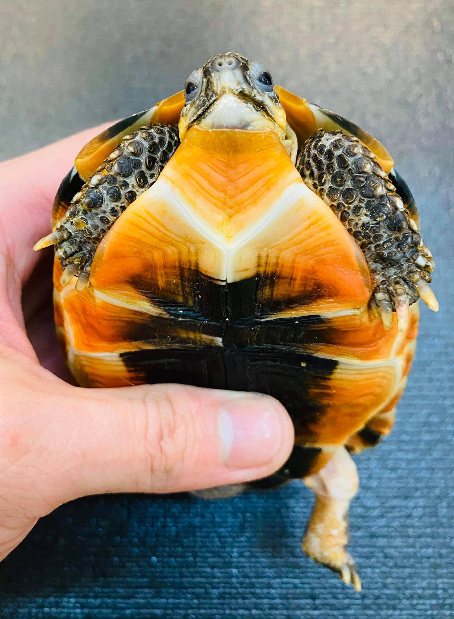 原创挺身材龟南非挺身材角陆龟一只爱战斗的陆龟