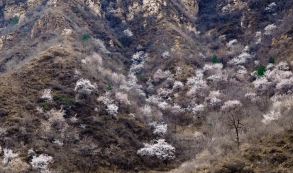 美醉了！河北有个杏花村，杏花微雨如纱似梦，藏在深山的鲜花圣地