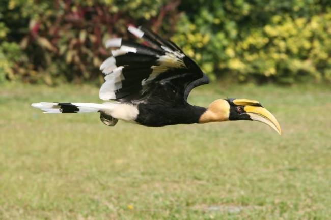 原创双角犀鸟喜欢金屋藏娇的爱情鸟