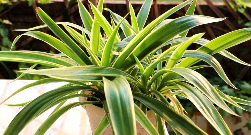 绿植租赁养护价格标准最新