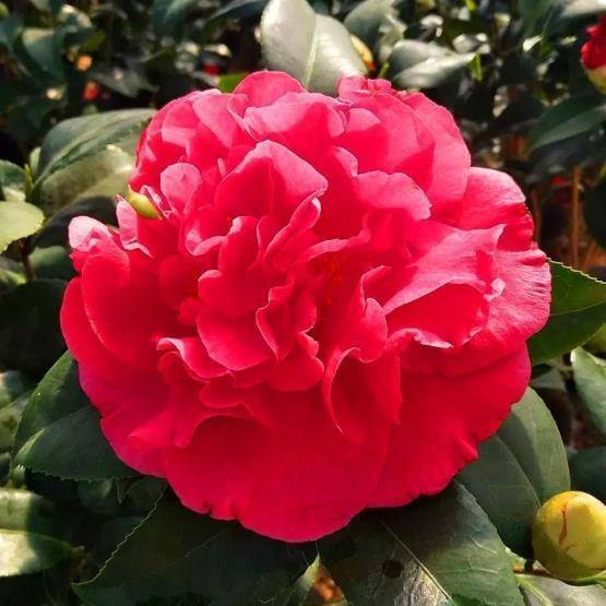 又美又好养的克瑞墨大牡丹值得你拥有