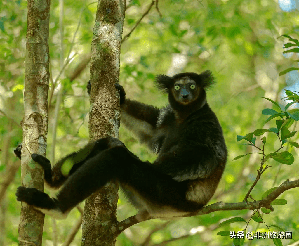 原創只有在非洲出沒的十大神奇動物這些動物你都見過嗎