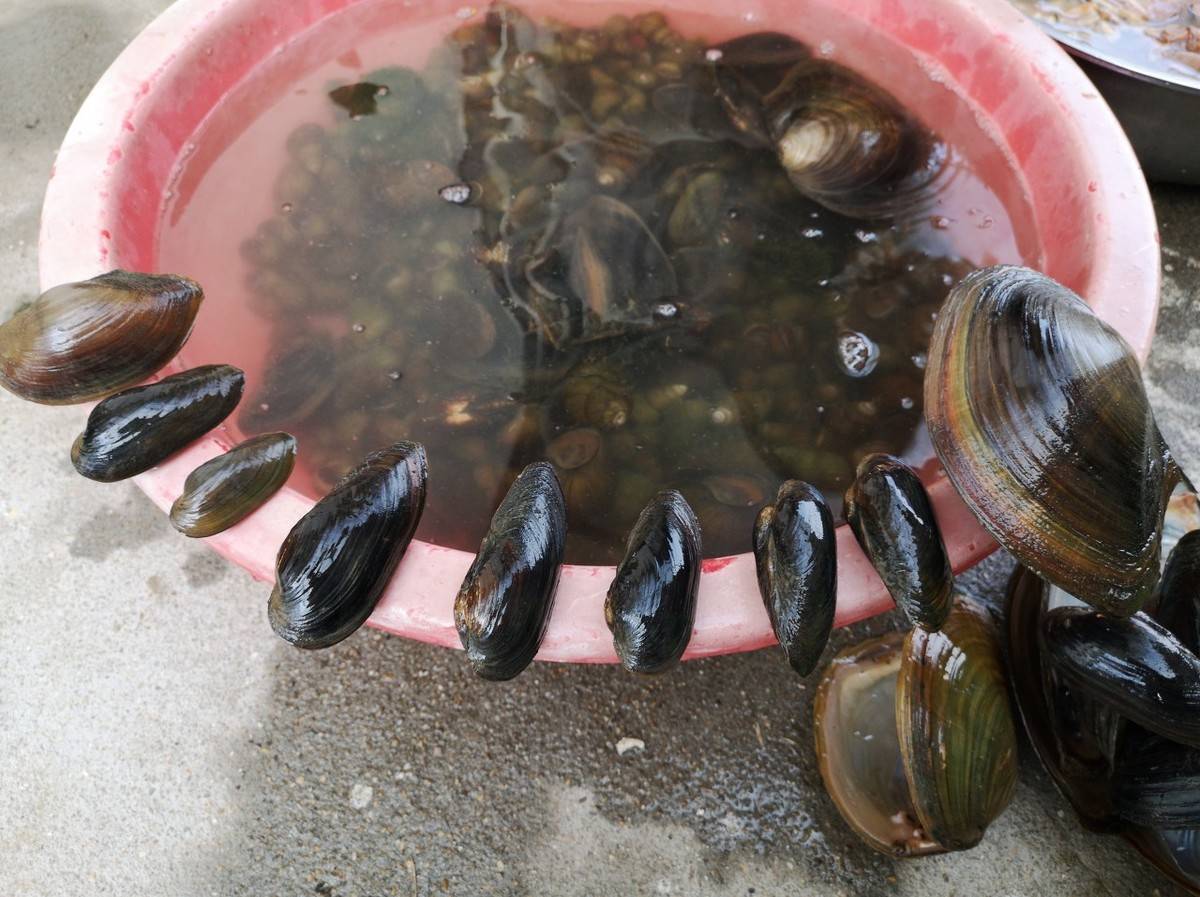 河蚌_咸肉_春笋