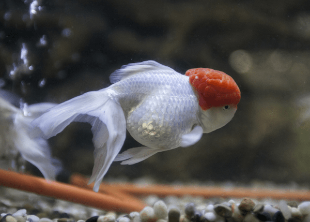 原创鱼为什么睁着眼睛睡觉鱼一天睡几个小时