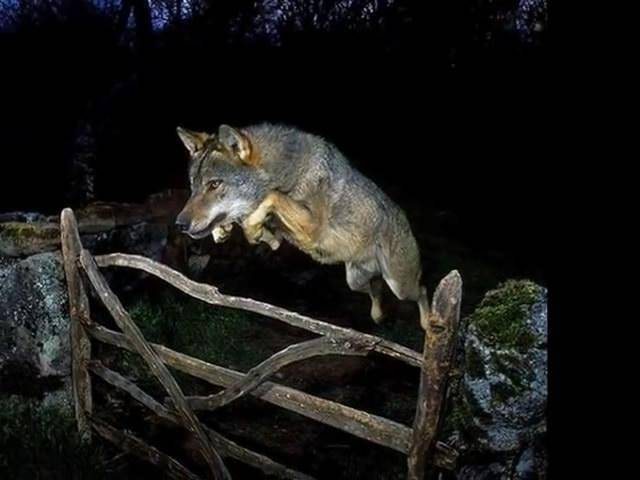 牧羊犬完全可以咬死狼别太低估狗保护主人财产时的勇猛无畏