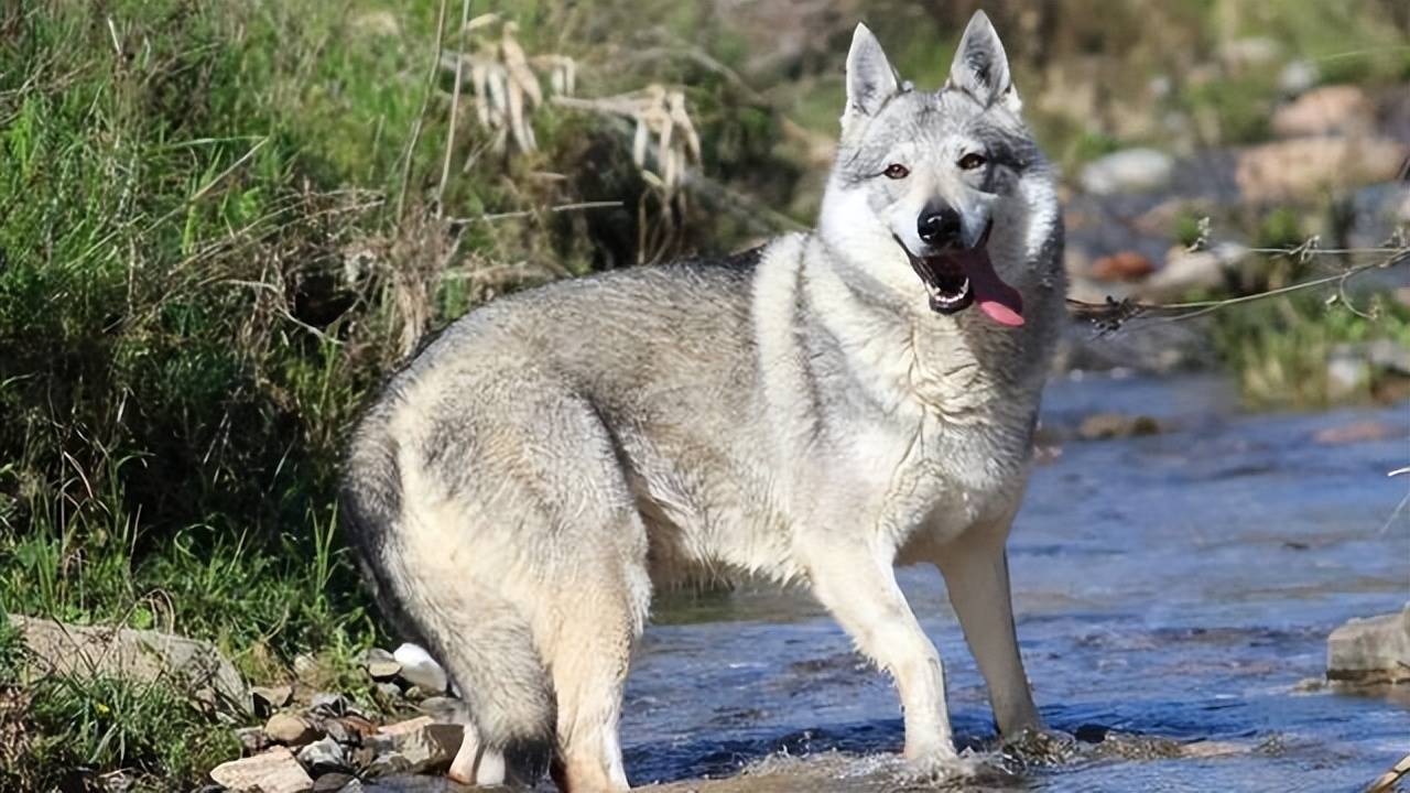 阿根廷猎狼犬图片