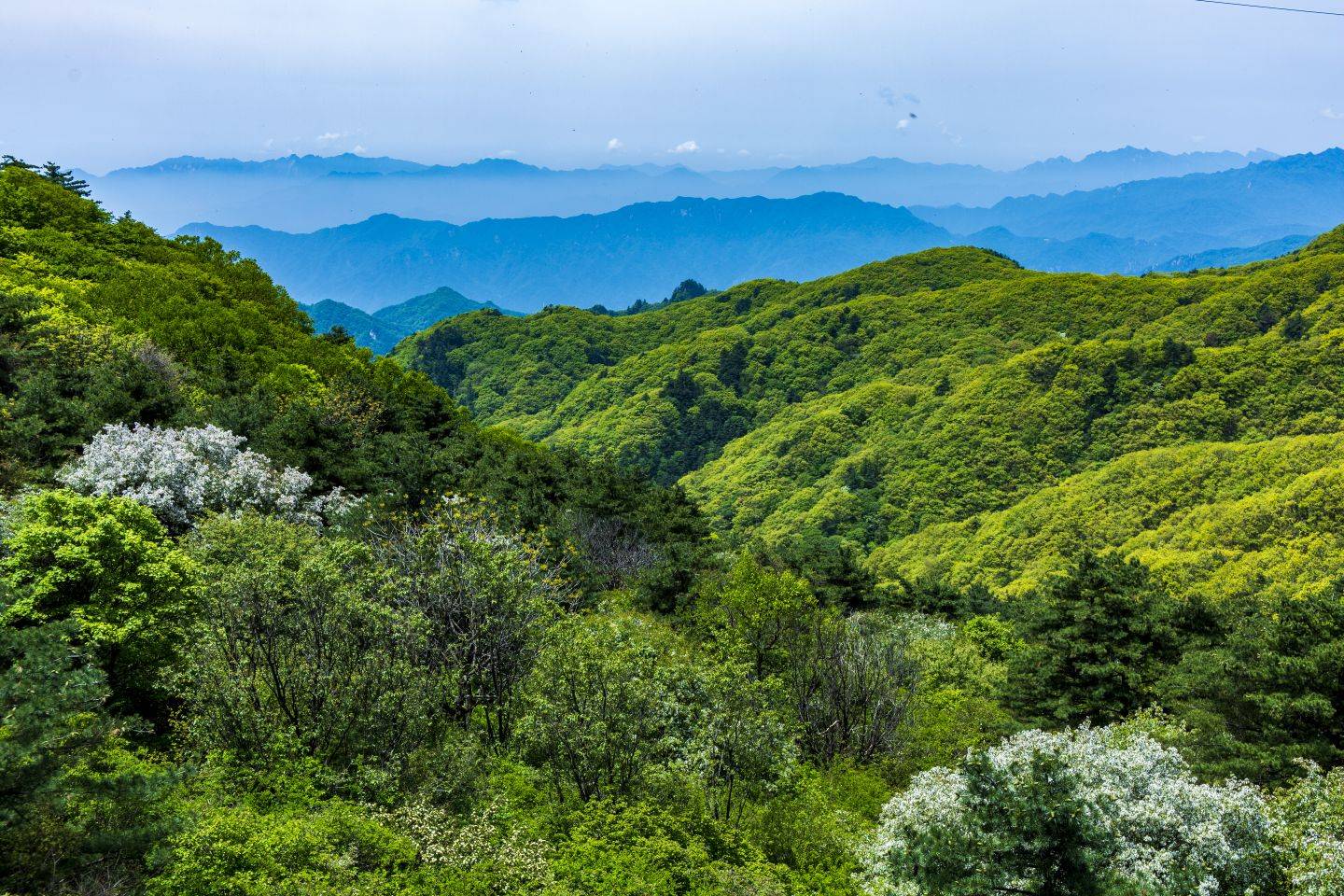 鲁山县平沟杜鹃岭图片