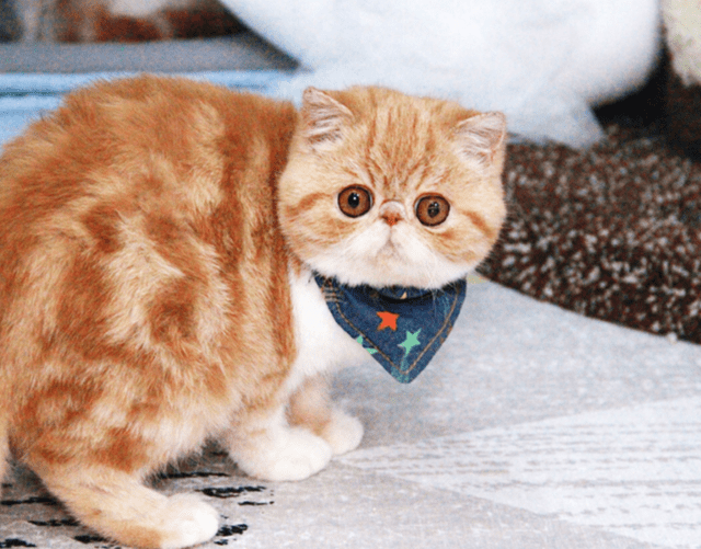 加菲的寿命?_猫咪_主人_年左右