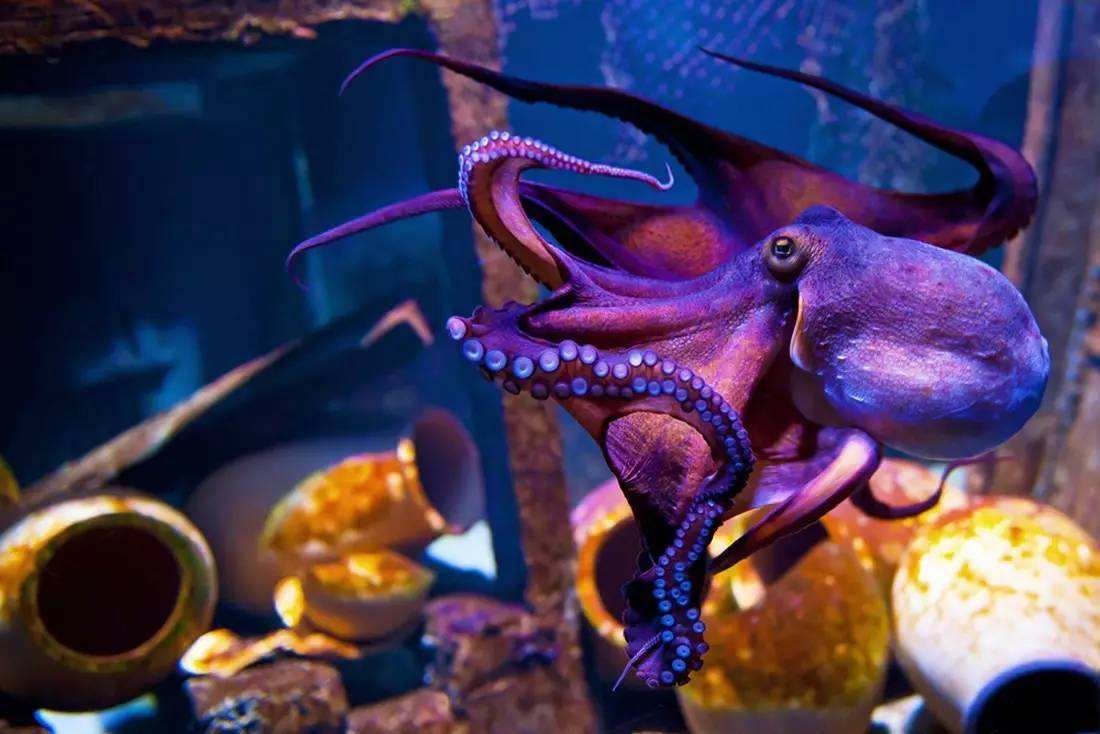 世界上最聪明的章鱼图片