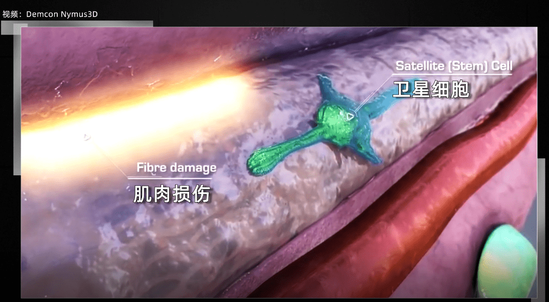会扰乱肌肉的完整性,被身体视为一种威胁,从而激发靶蛋白和卫星细胞
