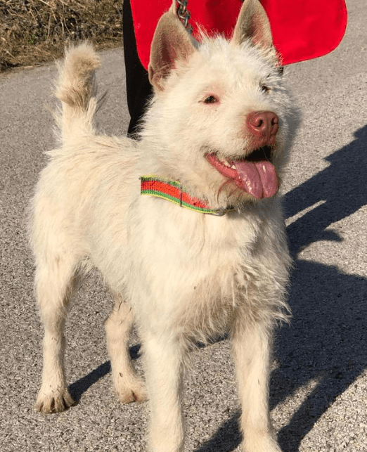 贵州本地认识下司犬的人会比较多,当地饲养它的人也不少.
