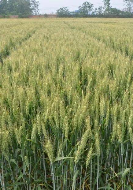 天麦119小麦品种简介图片