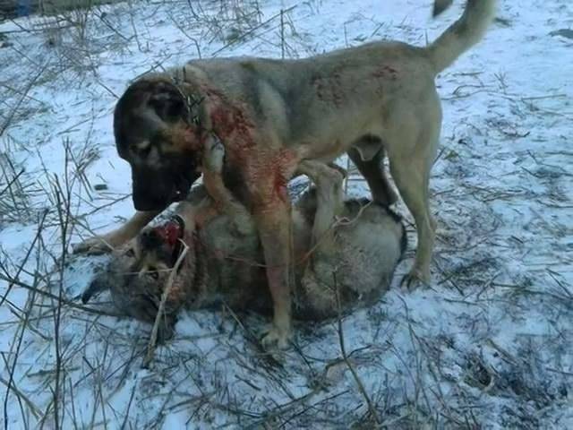 牧羊犬完全可以咬死狼别太低估狗保护主人财产时的勇猛无畏