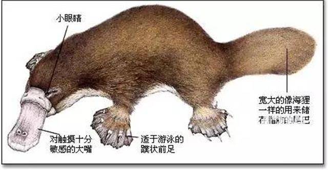 世界上最古怪的生物:没有牙齿和胃,却十分能吃肉_鸭嘴兽_动物_食物