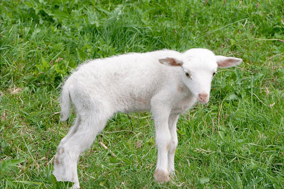 刚生下来的小羊拉黄稀怎么办刚生小羊羔拉黄稀用什么药