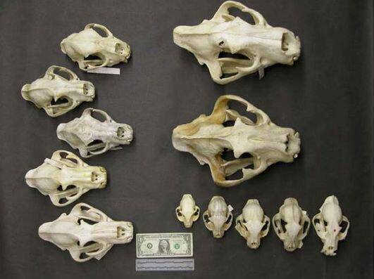 左至右:家猫,山猫,加拿大猞猁,狞猫,云豹)由图可以看出来,老虎的头骨