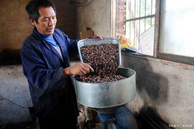 维生素e是橄榄油的2倍,种子榨油1斤能卖150元,农民却不敢种植?