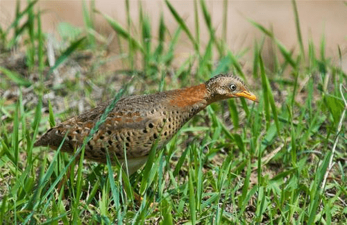 叫声"让黄脚三趾鹑这种鸟声名声大噪,这种俗称"老牛哞"的鸟也就二两重