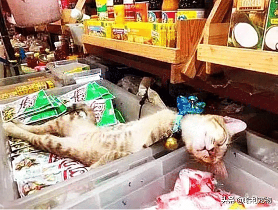 老板肚子痛，临时叫猫咪帮看店，谁知道回来时，店门口竟围满了人