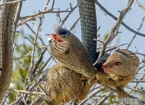 原創非洲劇毒樹蛇樹上覓食遭遇天敵被當成辣條一樣吃掉非平頭哥