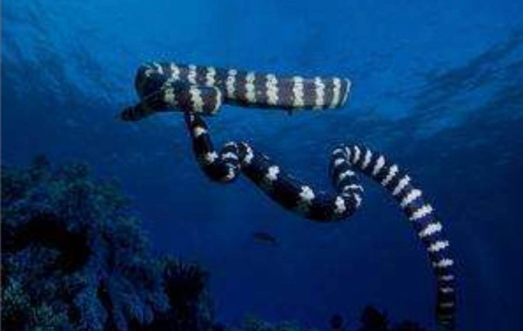 海蛇传奇：秒杀陆生蛇的超级海蛇 神秘自然界毒性澳大利亚贝尔彻 8788