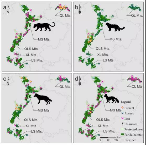 国宝也罩不住豺狼虎豹大熊猫保护区内大型食肉动物种群剧烈下降