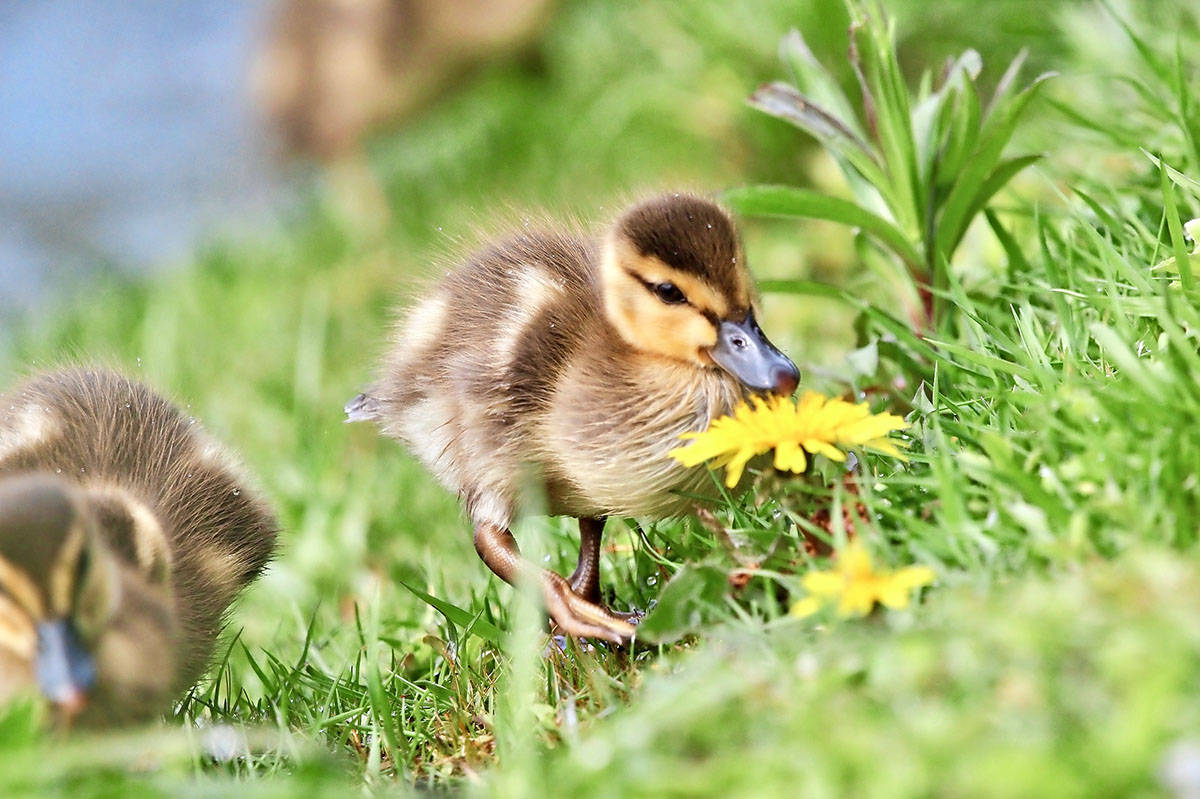 原创爱鸟摄影师拍摄的一组幼鸟超可爱的瞬间