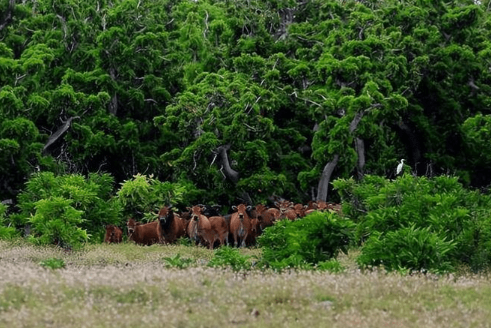 高达400头！西沙东岛发现大规模野牛群，是怎么来的？
