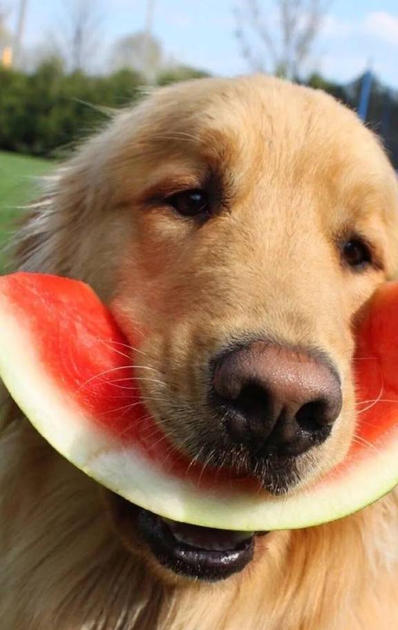 狗的弱点在哪里 被疯狗攻击时正确的应对措施是什么 手机搜狐网