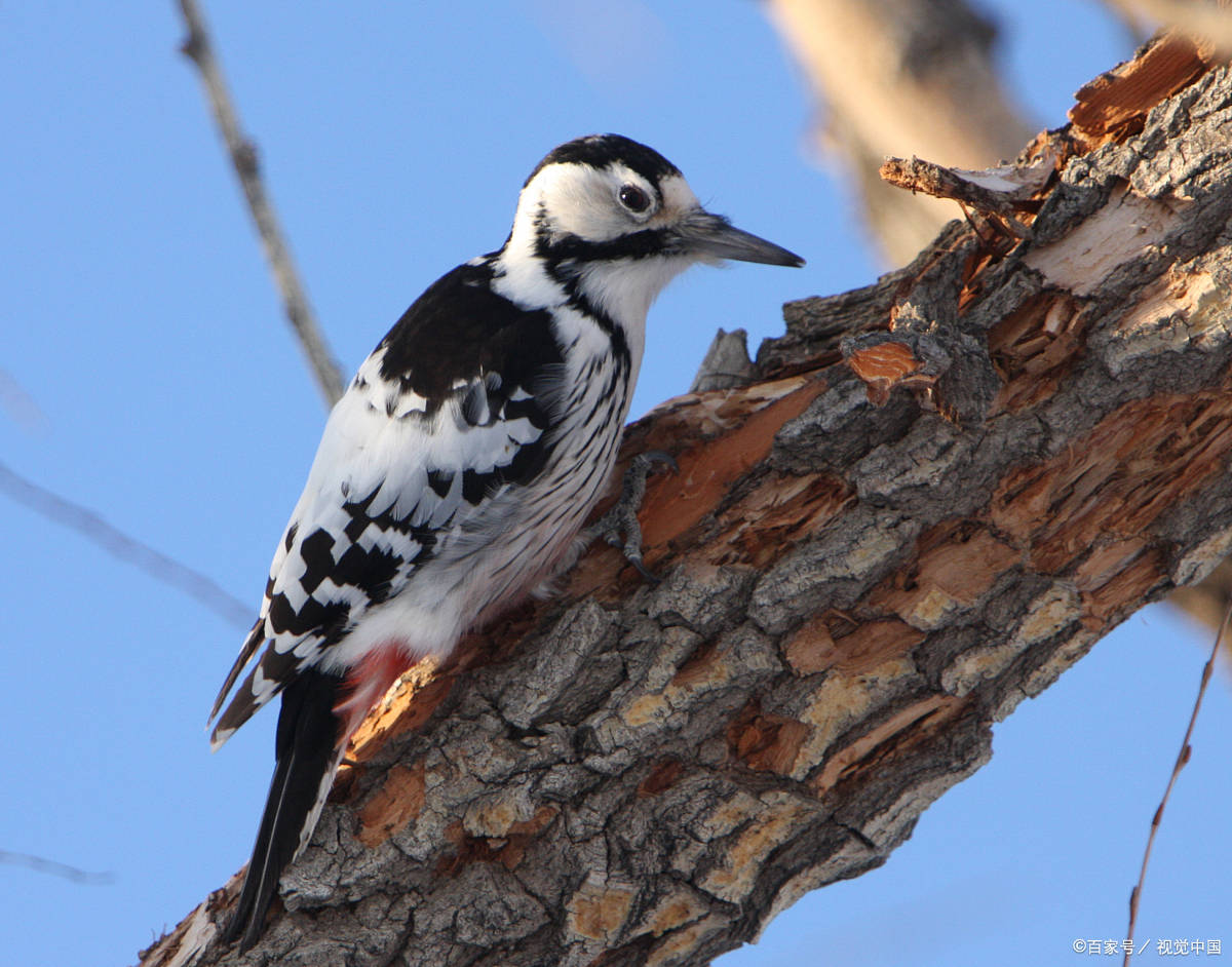 鸟设崩塌啄木鸟算不上什么好鸟除了捉虫更是大树流氓