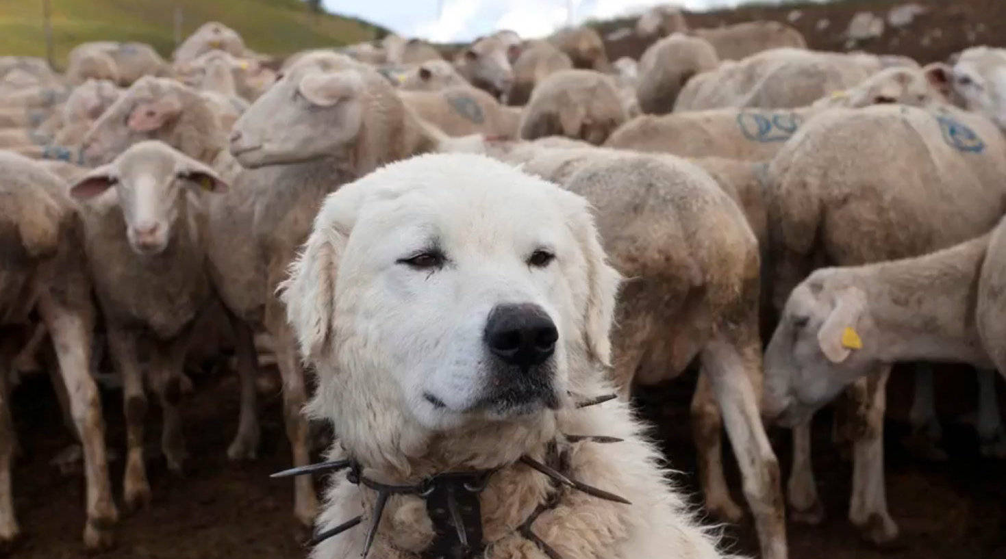 為什麼狼群不敢攻擊有牧羊犬保護的羊群狼群難道打不過一條狗