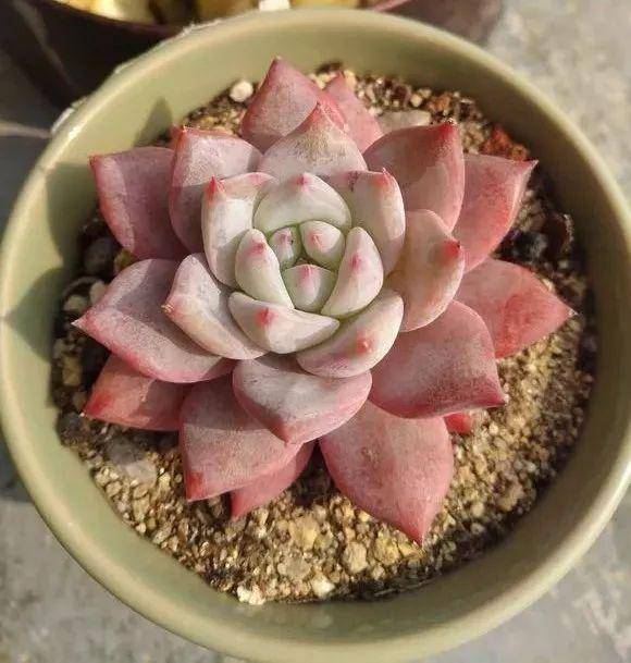 4种多肉从春美到冬一年四季都漂亮好养病虫少