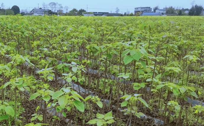 未来五年,中林油公司计划将完成100万亩山桐子种植基地建设,采取公司