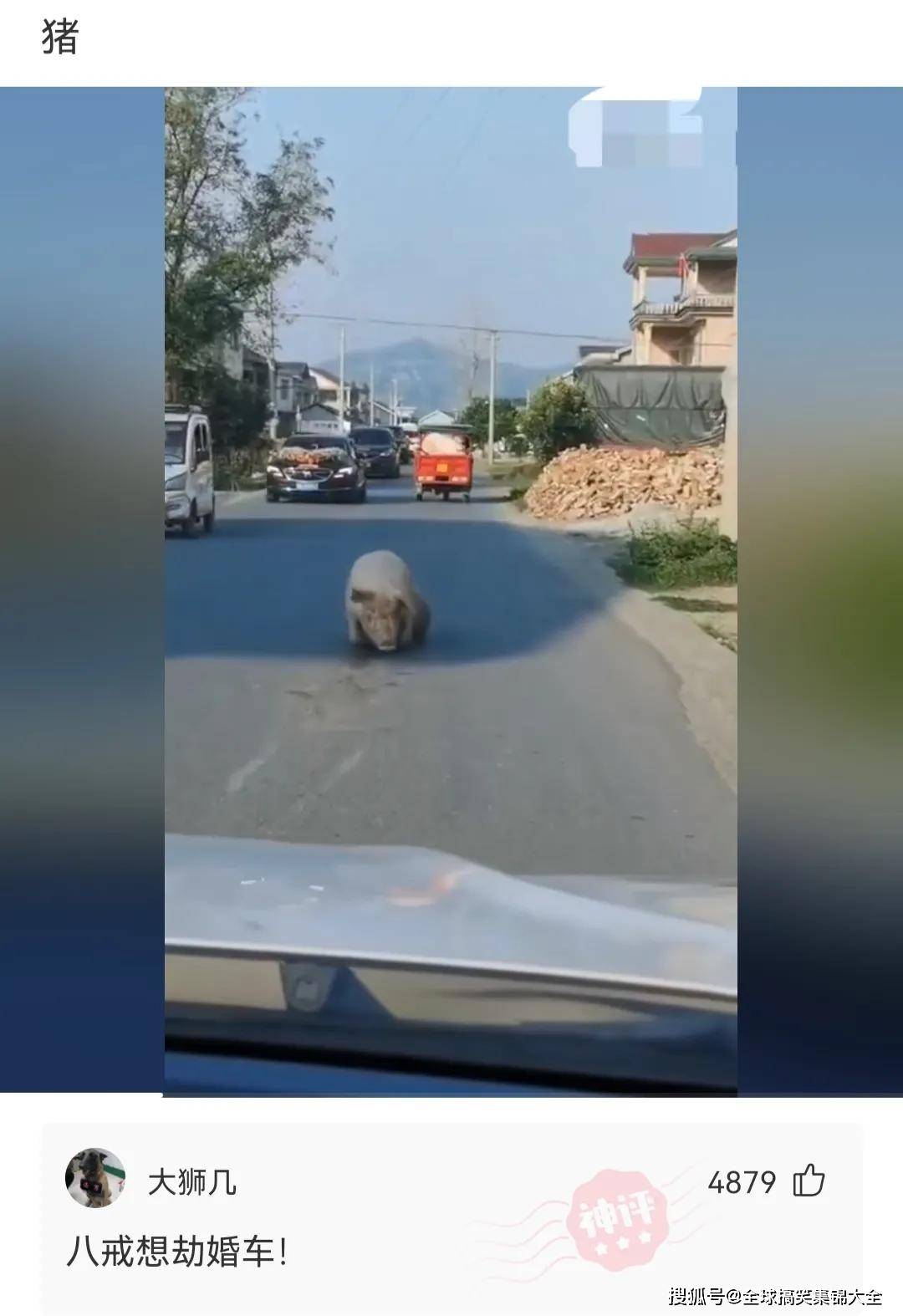 猪撞树上你撞猪上图片图片